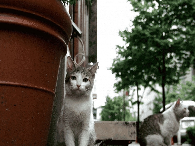 陈女士成功案例